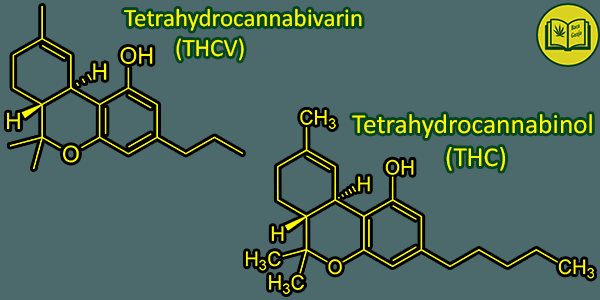 senyawa Tetrahydrocannabivarin (THCV)